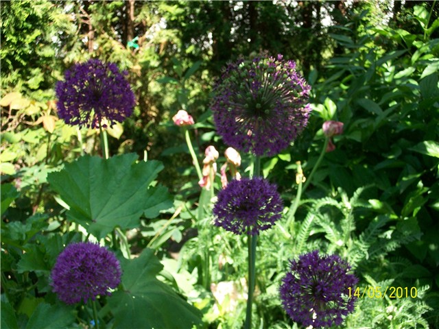 ukrasni luk - lat. Allium Purple Sensation,